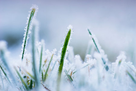 Close up of green grass with ice crystals