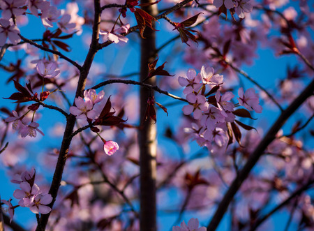 Close up of cherry blossoms in sunlightの写真素材