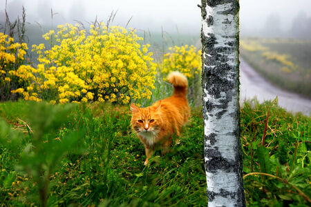Ginger cat in hunting mode in rural landscape with birch tree in foregroundの写真素材