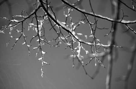 branches covered in snow on gray skyの写真素材