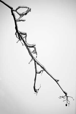 Branch of tree covered in ice, monochromeの写真素材