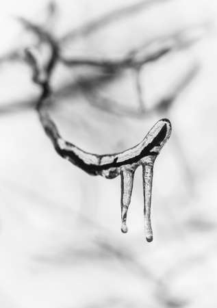 Branch of tree covered in ice, monochromeの写真素材