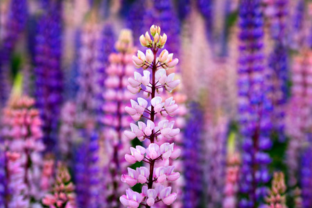 Wild pink and blue lupines in Sweden, scandinaviaの写真素材