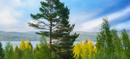 Scandinavian lake on sunny summer day with pine tree and birch trees in foregroundの写真素材