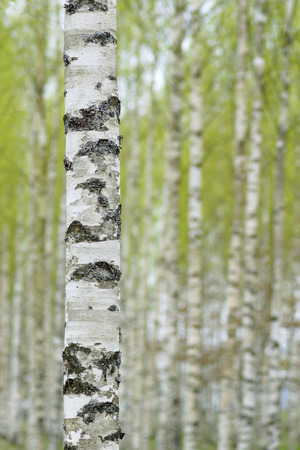 Close up of trunk of birch tree in Swedish forest, with fuzzy lush foliage background in early springの写真素材