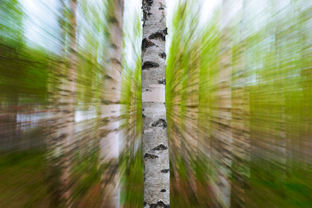 Trunk of birch tree in Swedish forest, with blurred lush foliage background in early springの写真素材