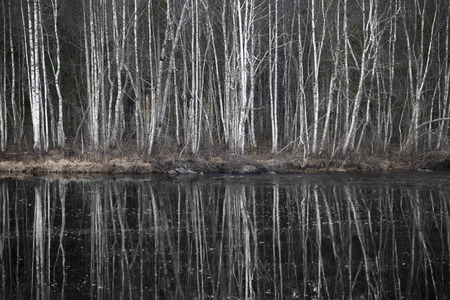 Bare birch trees reflected in dark riverの写真素材