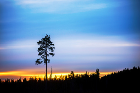 Silhouette of pine tree on blue and orange evening skyの写真素材