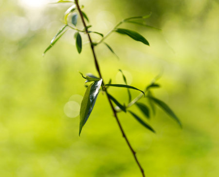 Close up of fresh wet leaf of willow tree in early spring on bright green background