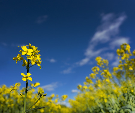rapeseed flower on bright blue sky on summer dayの写真素材