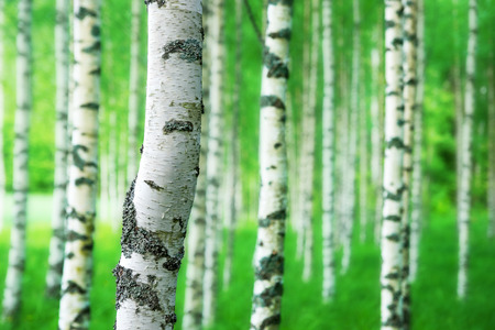 Close up of trunk of birch tree in grove with bright green colorsの写真素材