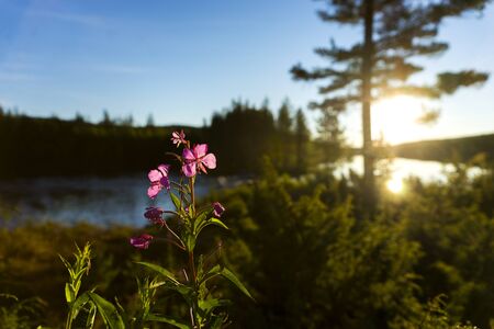 Scandinavian river at sunset, with fireweed flower (rosebay willowherb) in foregroundの写真素材