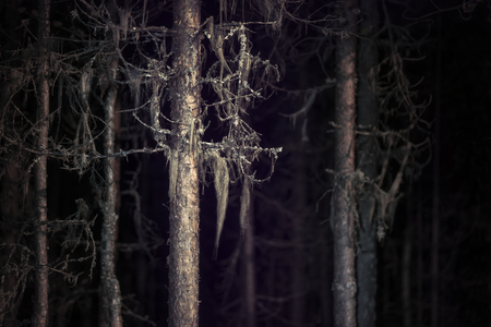 Spooky tree with beard lichen in dark forest at nightの写真素材