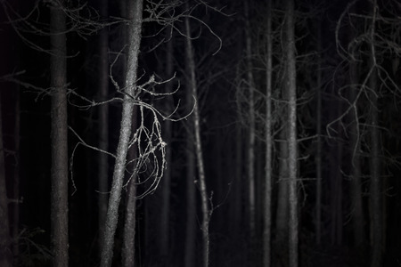 Spooky dark forest with dead trees at nightの写真素材