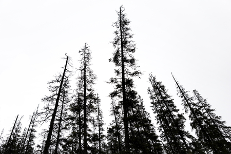 silhouettes of old conifer trees on gray sky in scandinavian wildernessの写真素材