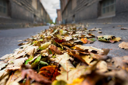 Colorful leaves on dark street on gloomy autumn dayの写真素材