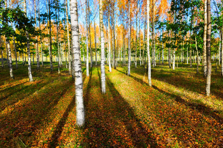 Birch forest in bright sunshine in autumn, tree trunks casting long shadows