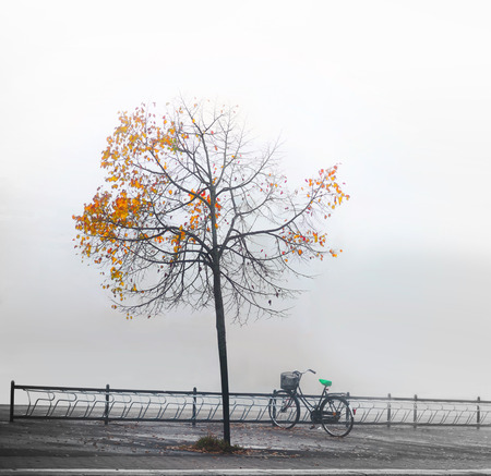 Bike in bicycle rack under lone tree with a few yellow leaves in atumnの写真素材