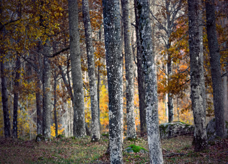 Forest with tree trunks in autumn