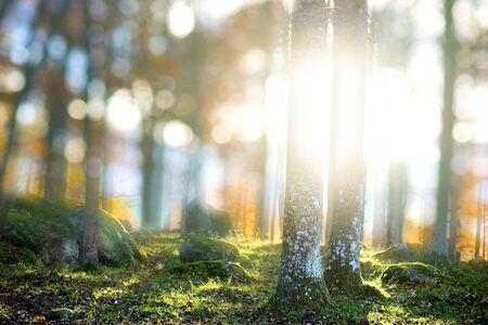 Forest in magic soft light from evening sun in autumnの写真素材