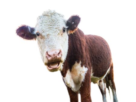 Brown and white cow with surprised expression isolated on whiteの写真素材