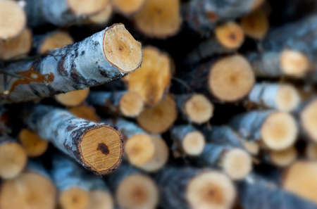 Stack of birch tree logs with focus on two logs sticking out, creating 3d illusionの写真素材