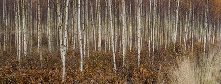 Panoramic view of trunks of young birch trees in autumnの写真素材