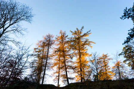Larch trees on hill in forest in autumnの写真素材