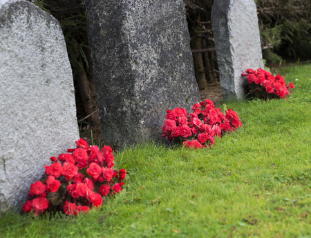 Red roses by tombstones in graveyardの写真素材