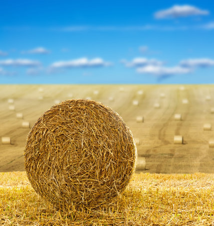 Close up of hay bale in field