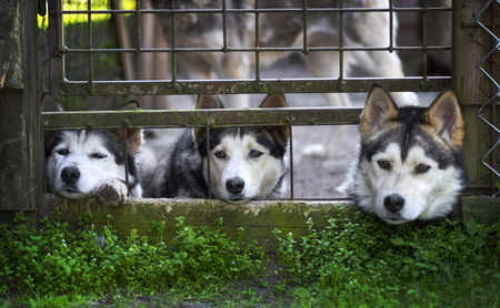 Three Siberian Husky dogs behind barsの写真素材