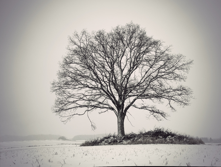 silhouette of bare oak tree in gloomy winter landscapeの写真素材