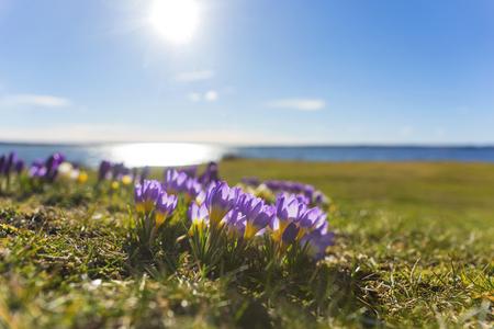 Beautiful purple and yellow crocus with blue lake and sky in backgroundの写真素材