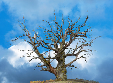 ancient bare oak tree on bright blue sky