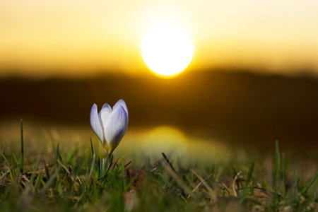 single purple crocus in grass at dawn or dusk