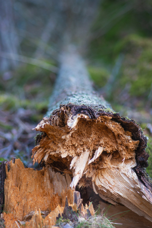 Close up of fallen tree decomposing in wilderness areaの写真素材