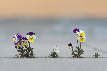 Wild pansys on concrete floorの写真素材