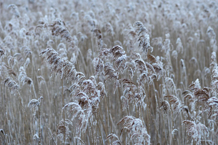Marshland with reeds covered in rime frost