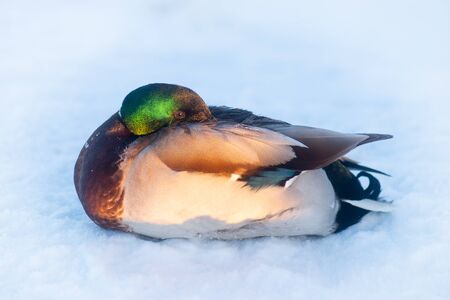 Male mallard resting in snow in cold winterの写真素材