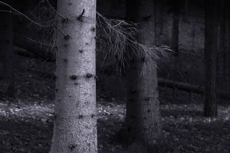 Spooky monochrome forest with blue light at night, with brighter tree trunk in foregroundの写真素材