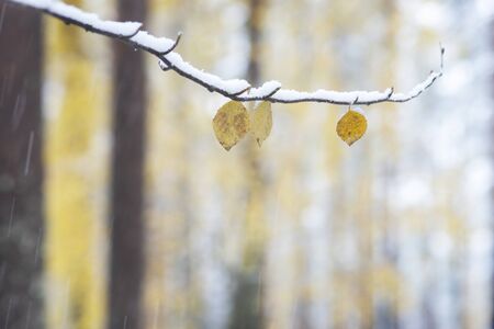 The last yellow leaves on birch tree on snowy autumn dayの写真素材