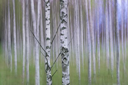 Birch forest in summer, with blurred trees in backgroundの写真素材