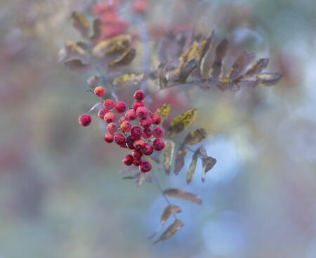 close up of rowan berries in tree on sunny day with blue sky in autumnの写真素材
