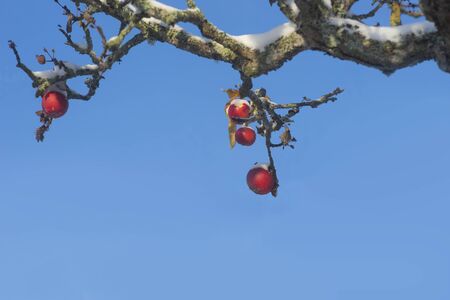 Red apples with snow in apple tree on sunny day with blue skyの写真素材