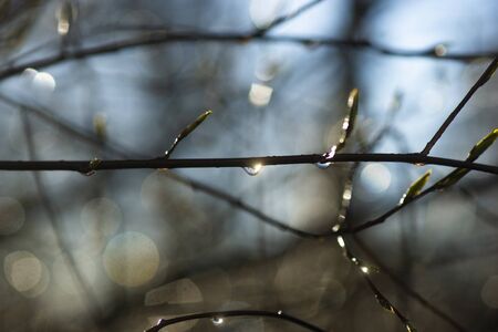 Sun reflected in drop of water on branch of tree after rain in early springの写真素材