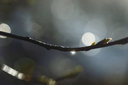 Close up of drop of water on branch of tree after rain in early spring, with reflection of the sunの写真素材