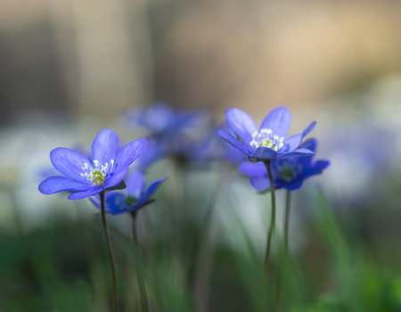 Close up of blue anemone, anemone hepatica or hepatica nobilis in natural environment in wild forestの写真素材