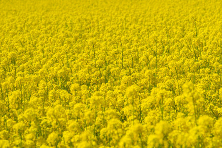 Field with rapeseed oil plants on sunny day in early summer