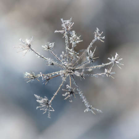 High angle view of dry grass with ice crystalsの写真素材