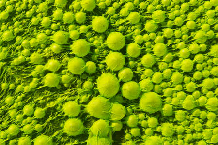 Background with close-up of green algae in lakeの写真素材